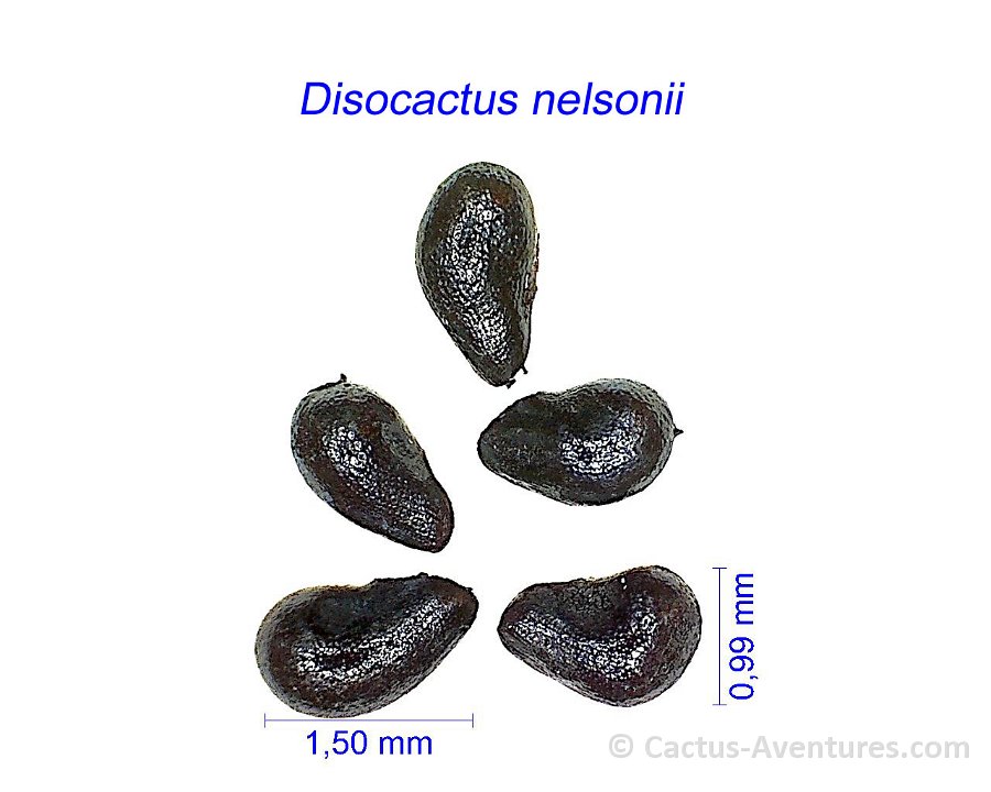 Disocactus nelsonii ex Chiapasia-BK